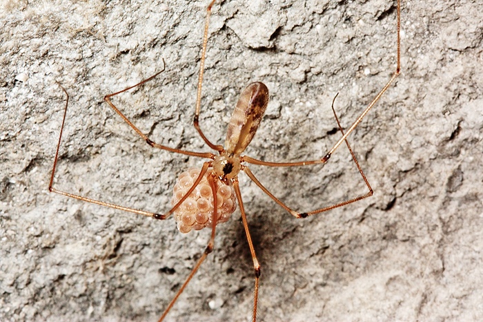 Pholcus phalangioides